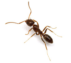 Argentine Ants